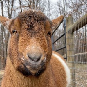 Meet your Posher, Sydney